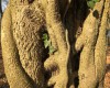 Eng umwoben - der Efeu umarmt fasst vollständig den Baum. Wer bleibt am Ende stehen?  (c) Jes-Peter Hansen