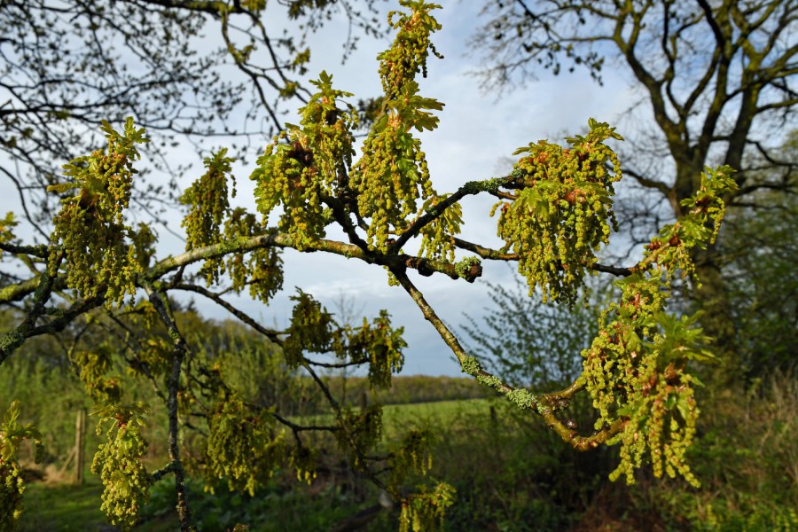 Ganz unscheinbar und unentdeckt - die Eichenblüte (c) Jes-Peter Hansen