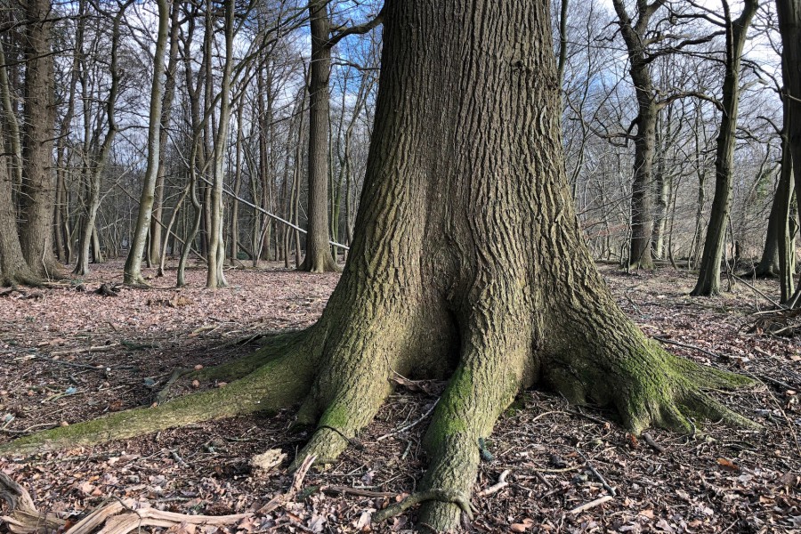 Die Eiche ist fest verkrallt in der Erde.  (c) Jes-Peter Hansen