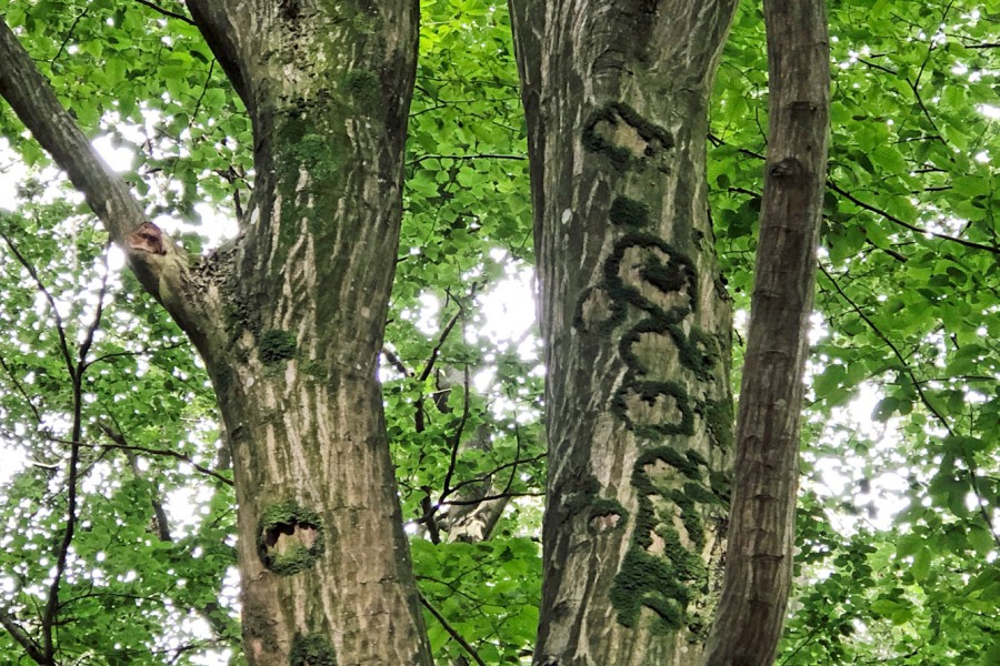 Moosringe - mysteriöse Schriftzeichen am Baumstamm (c) Jes-Peter Hansen