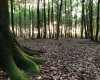 Ein glühender Wald beim Sonnenuntergang (c) Jes-Peter Hansen
